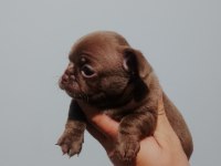 Şivava köpeklerimiz yeni yuvalarını arıyorlar