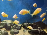 Albino Kipili Tropheus