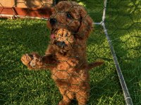 Üst kalite sağlık ırk garantili toy poodle yavrular