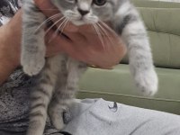 Sahiplendirilecektir british shorthair