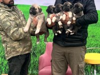 Truva Kangal köpek Çiftliği