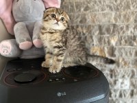 SCOTTISH FOLD GOLDEN YAVRULARIM  