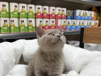 Koca Kafa Erkek Güzeli British Shorthair