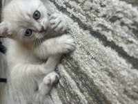 40 günlük yavru british shorthair
