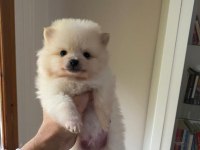 Pomeranian boo yavru köpekleri
