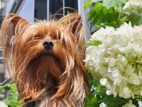 Yorkshire terrier erkek çipli ve sağlıklı
