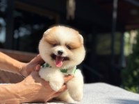 Party Color Pomeranian Boo Yavrumuz