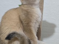 Kısırlaştırma şartıyla british shorthair sahiplendirilecek
