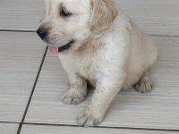 Terrier Maltese Yavrularımız Tüm İller