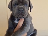 Orjinal cane corso