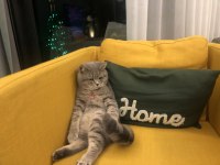 16 Aylık British Shorthair