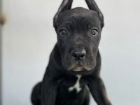 Bahçenize koruma isteyenler aradınız cane corso yavrunuz
