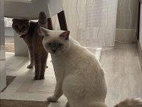 23Eylül doğumlu bebeklerimiz scottish fold