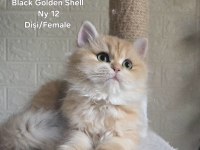 Safkan British Longhair Golden Dişi Yavru
