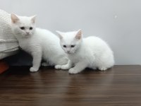 2.5 aylıklar ikisi de erkek british shorthair