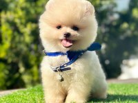 Safkan Pomeranian Boo Yavrularımız