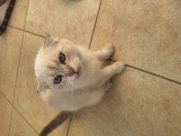 2 Aylık Scottish Fold