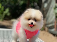 Pomeranian Boo safkan ayı surat bebeklerim