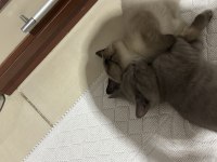 British shorthair yavru