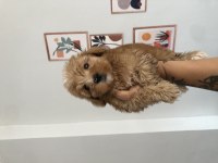 Çok uygun safkan maltipoo