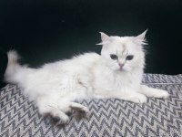 3 yaşında safkan dişi British Longhair