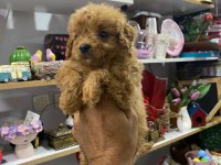 Dişi toy poodle