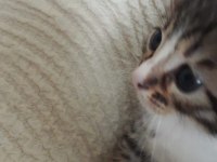 4 AYLIK YAVRU KEDİLERE ÇOK ACIL YUVA ARANIYOR TEKİR