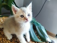 6 haftalık yavru kedilerimiz