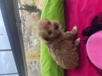 Poodle ayarında maltipoo yavrularımız
