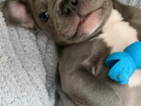 Blue Lilac Tan French Bulldog