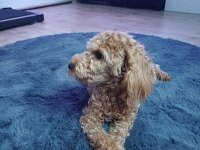 6 aylık dişi poodle linda
