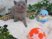Chocolate bebek kediler
