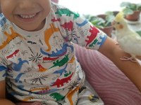 8 aylık evcil lutino sultan papağanı