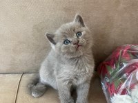 British Shorthair Kediler