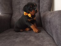 2 aylık dişi rottweiler mükemmel anatomi bayram öncesi ACİL