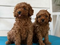 Minnacık Toy Poodle Yavrularım