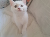 Yavru british shorthair kedimiz