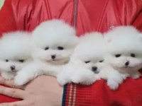 Boo garantili pomeranian yavrularımız