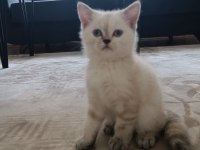 Teslime hazır british shorthair kuzucuklar