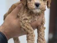 Petmode köpek çiftliğinden kore maltipoo 