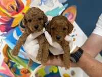 Anatomi Güzeli Poodle Bebekleri