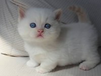 MUNCKİN CÜCE KEDİ ARAYANLARA