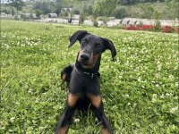 Yavru Safkan Doberman