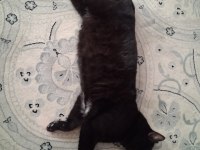 KISIR KEDİMİZ