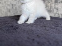 British shorthair dişi kedimiz