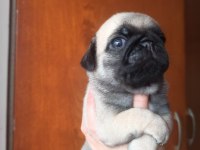 Pug Yavruları A Kalite Tüm İllere Gönderim