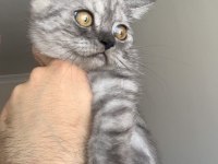 Show Kalite Safkan British Shorthair Yavrular