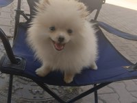 POMERANİAN BOO DİŞİ KÖPEĞİMİZ