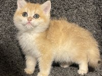 Anne Baba Şecereli Golden NY12 British Shorthair Erkek