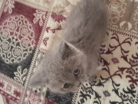 Safkan british shorthair